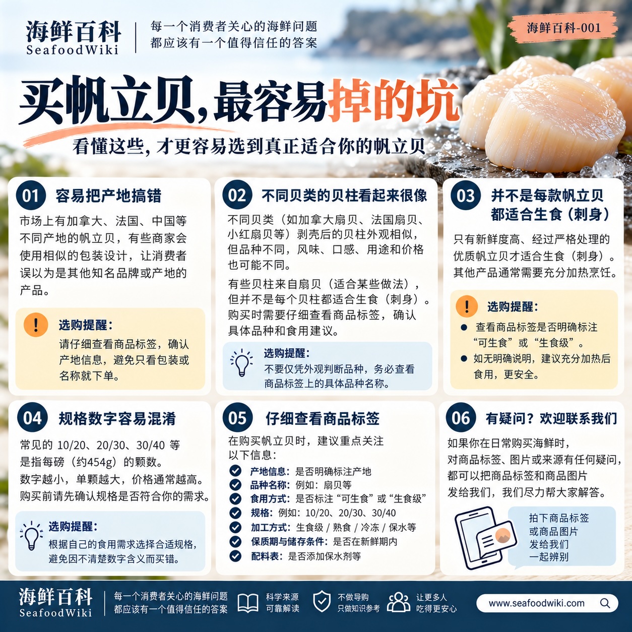 帆立贝